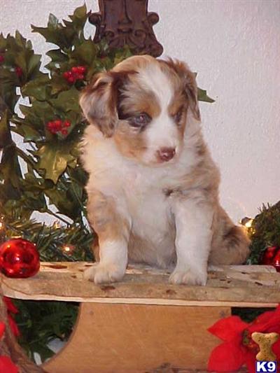 Miniature Australian Shepherd Puppies for Sale